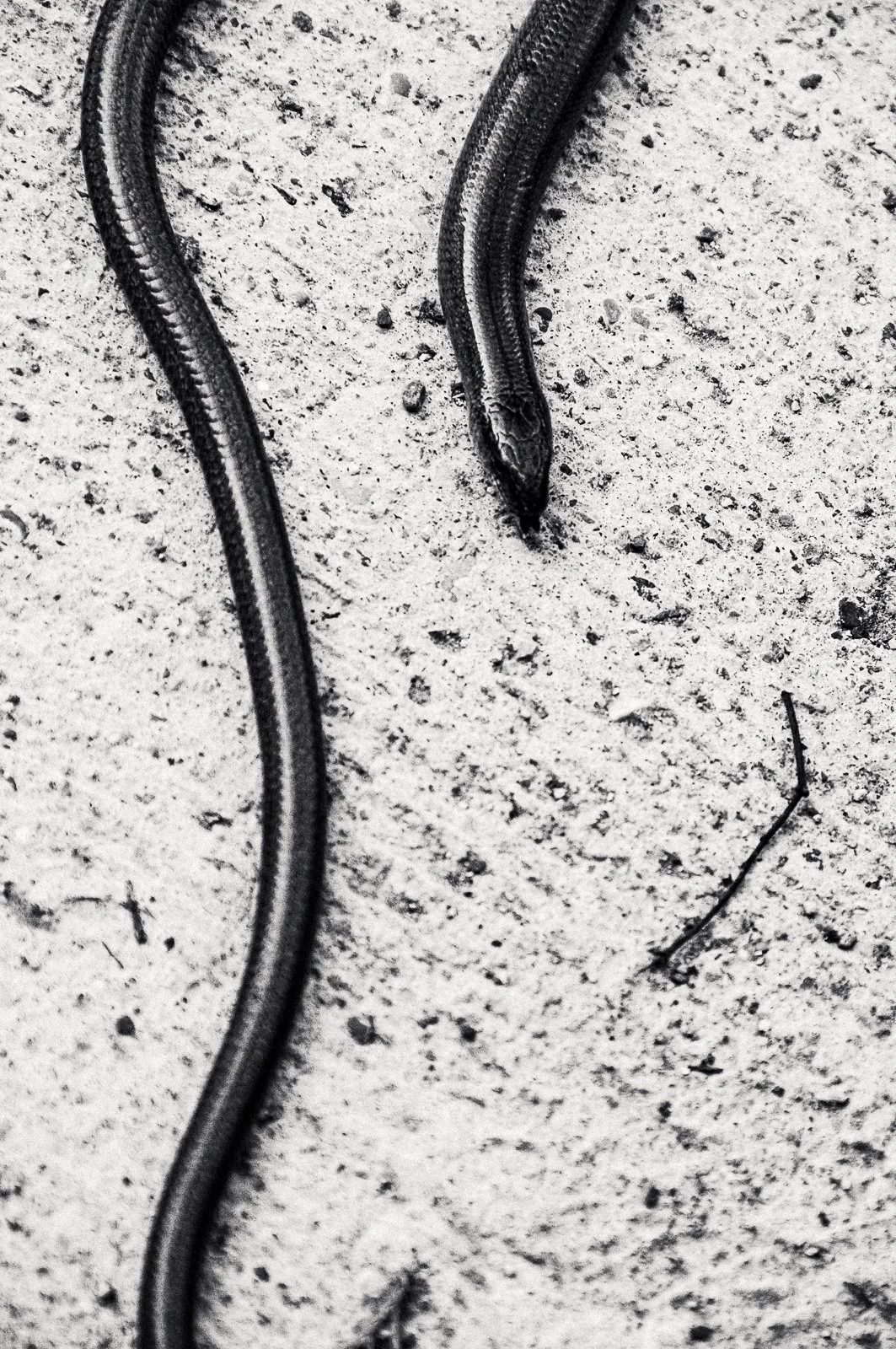 A black and white photo of a snake on sandy ground, with its head on the right side of the image, and part of its body extending out of the frame.