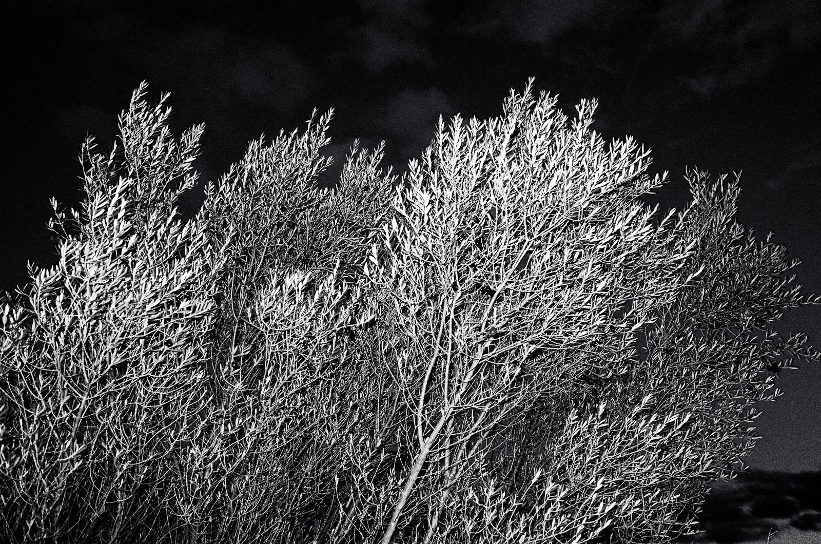 Tree with snow-covered branches against a dark night sky.