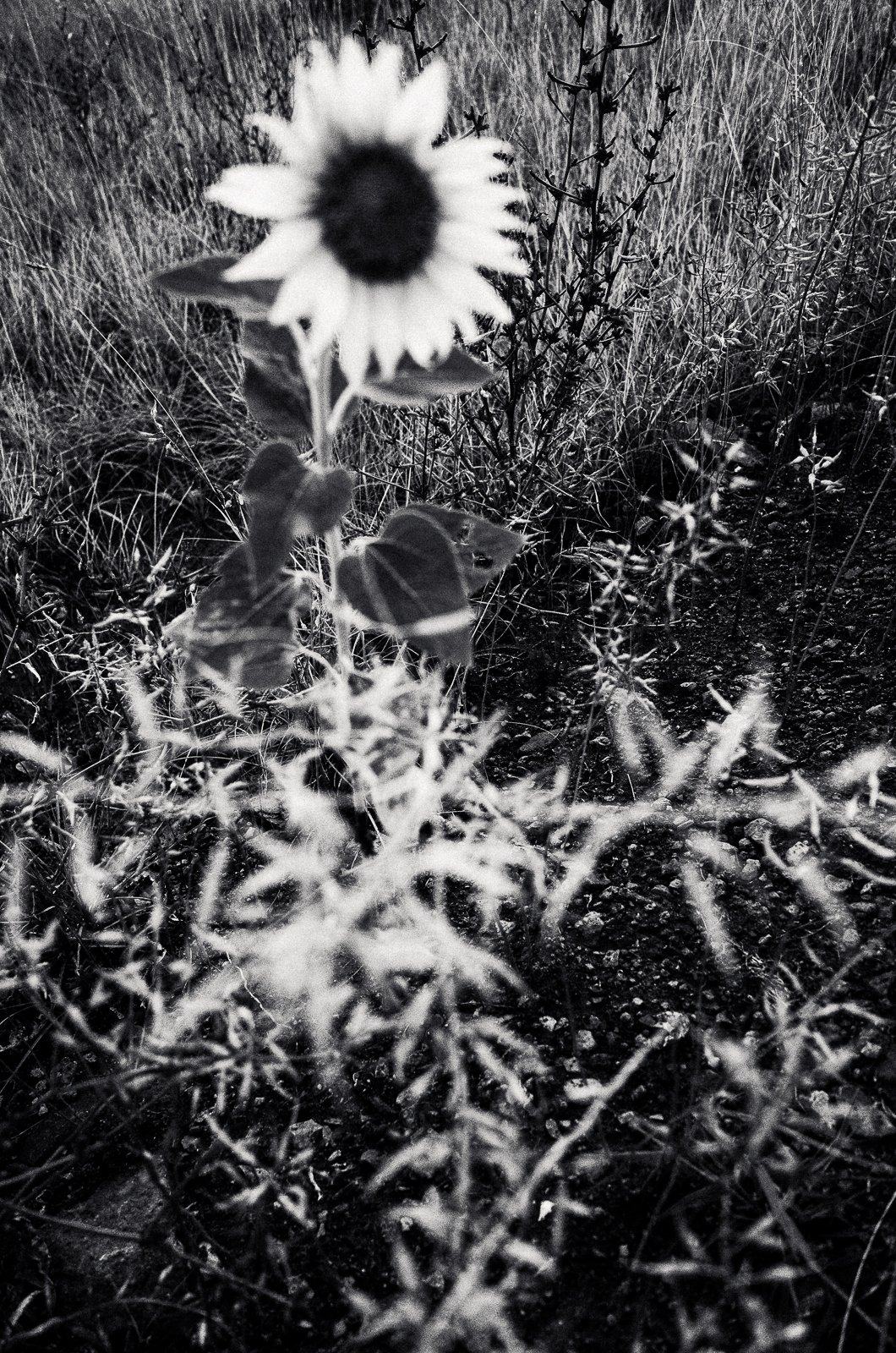Black and white photograph of a sunflower with a dark center in a field of tall grass and weeds.
