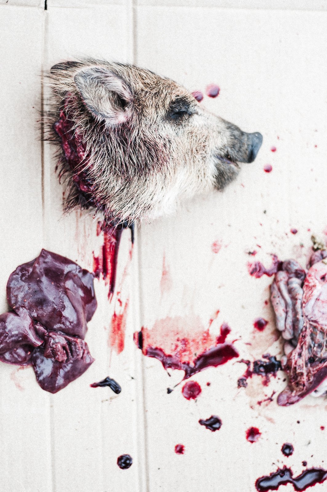 Dead pig's head on white floor with blood, guts, and organs scattered around.