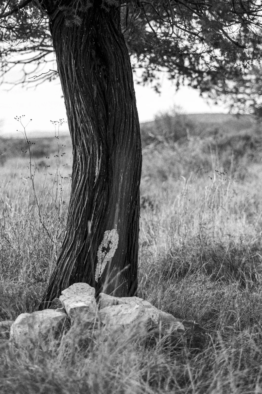 A black and white photo of a tree trunk with textured bark, surrounded by grass and rocks, with a blurred landscape in the background.