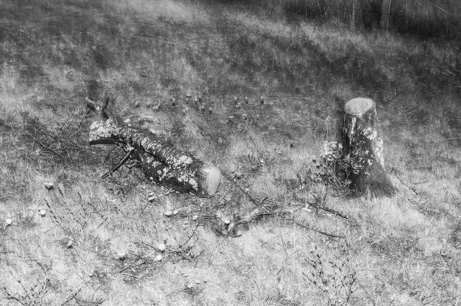 A fallen tree branch and a cut tree stump on grass.
