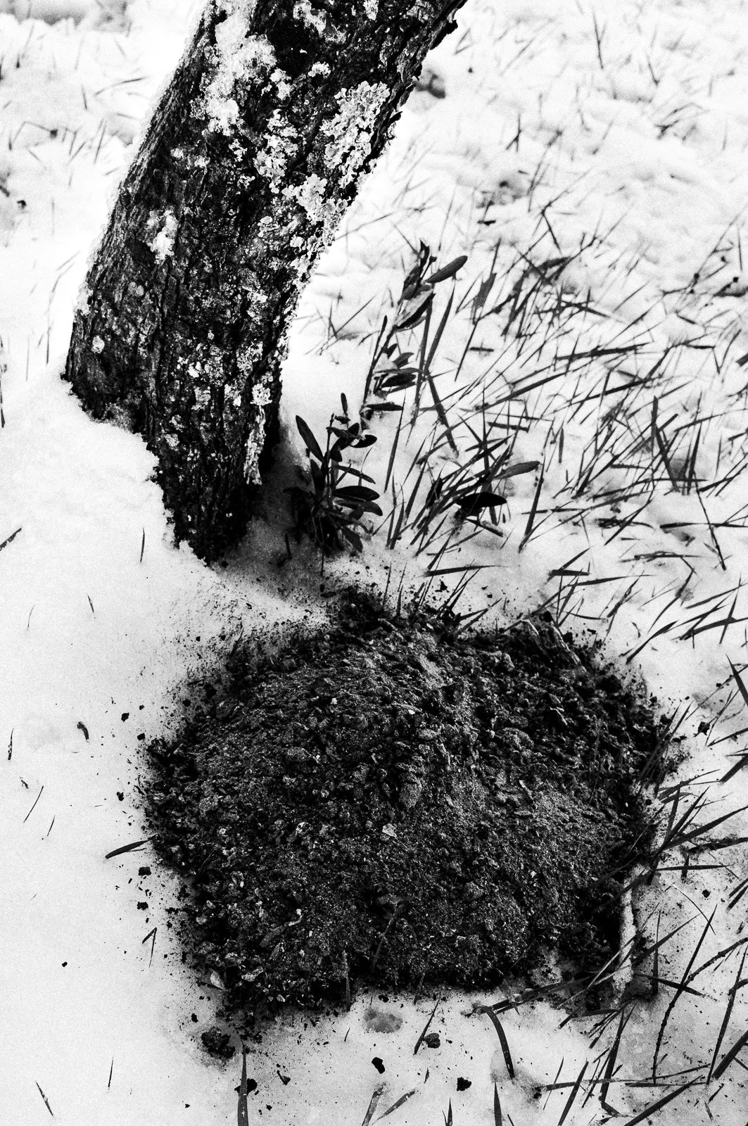 A tree trunk with some moss and lichen growing on it, partially embedded in snow with a mound of dirt or soil at its base, surrounded by grass.