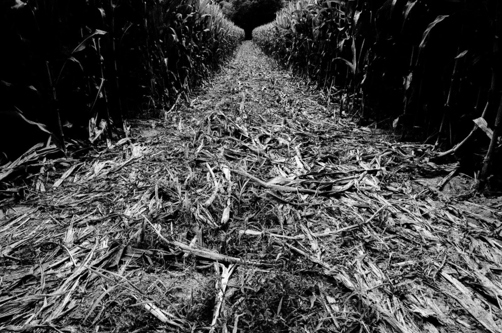 Black and white photograph of a path through a cornfield with tall corn stalks on both sides.
