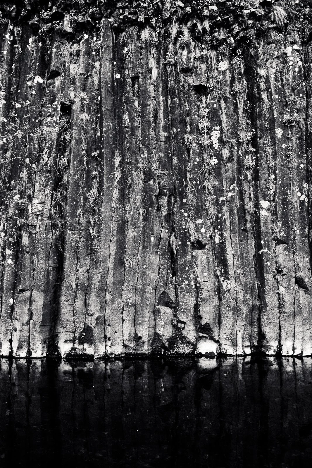 Black and white photo of a weathered wooden wall with vertical planks, moss, lichen, and small plants growing on it, with a reflection on water at the bottom.