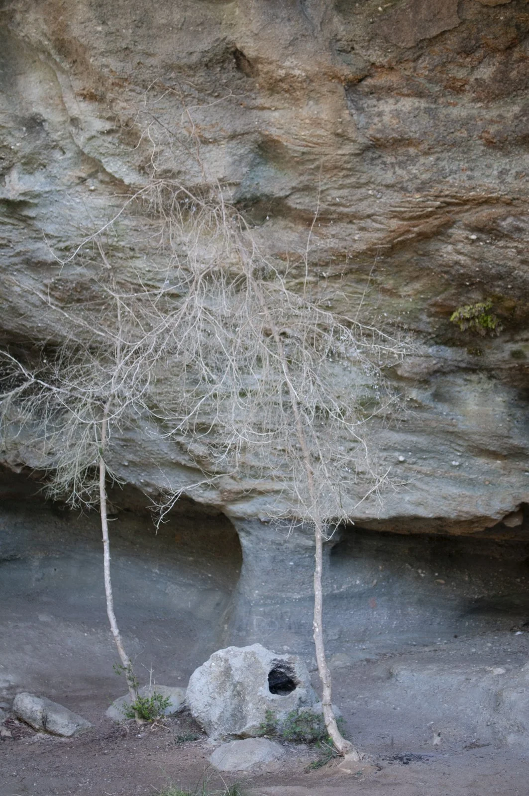 Two leafless trees growing near a large rock in front of a cave or overhang with a hole in the rock.