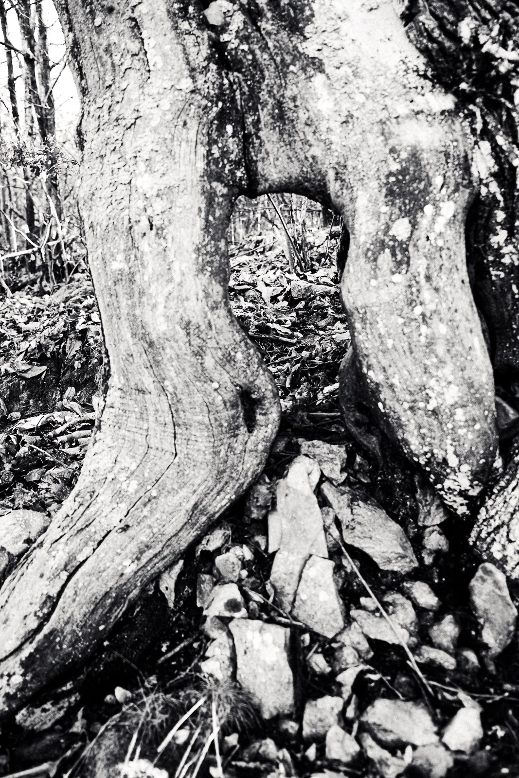 Close-up of a tree root with a hole in it, surrounded by rocks and dry leaves.