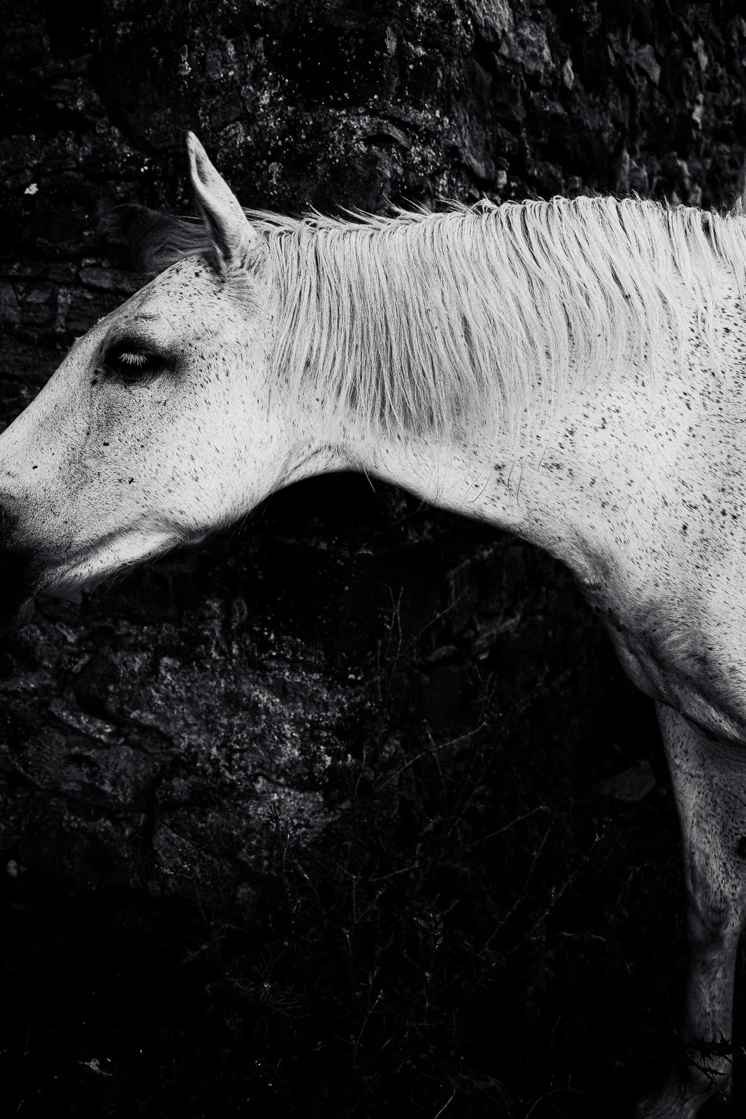 A black and white photo of a white horse with speckles, standing against a rocky background, showing its head and part of its body in profile.