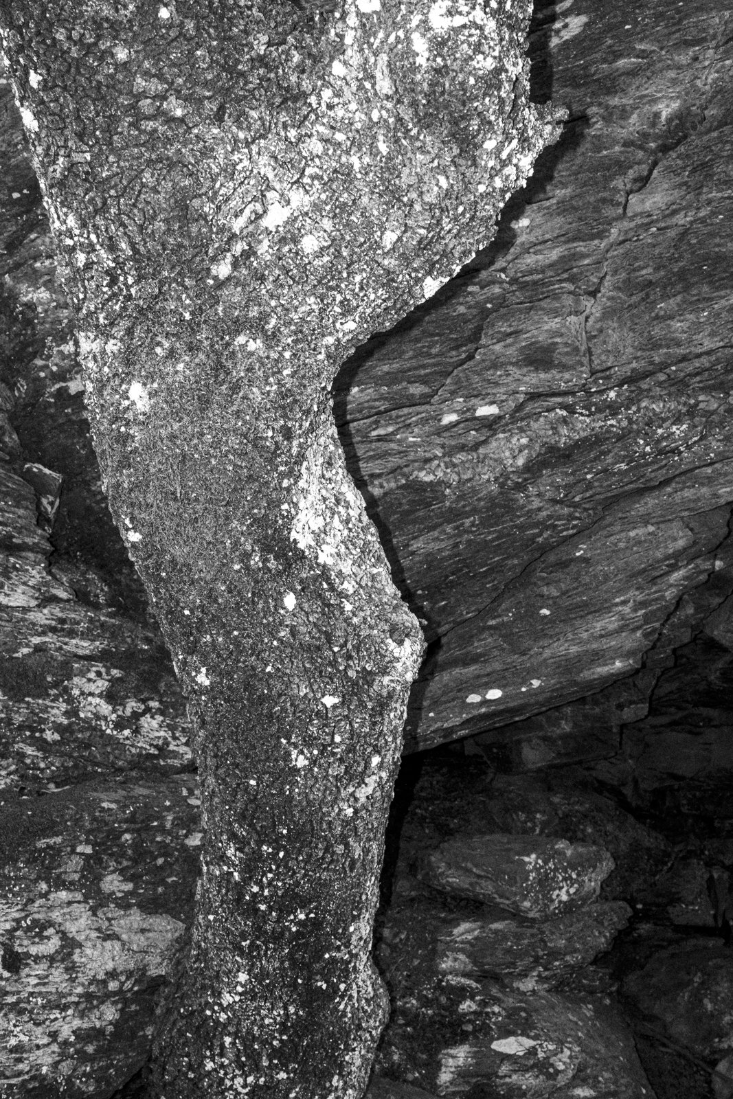 Close-up of a tree trunk with textured bark inside a rocky cave or crevice.