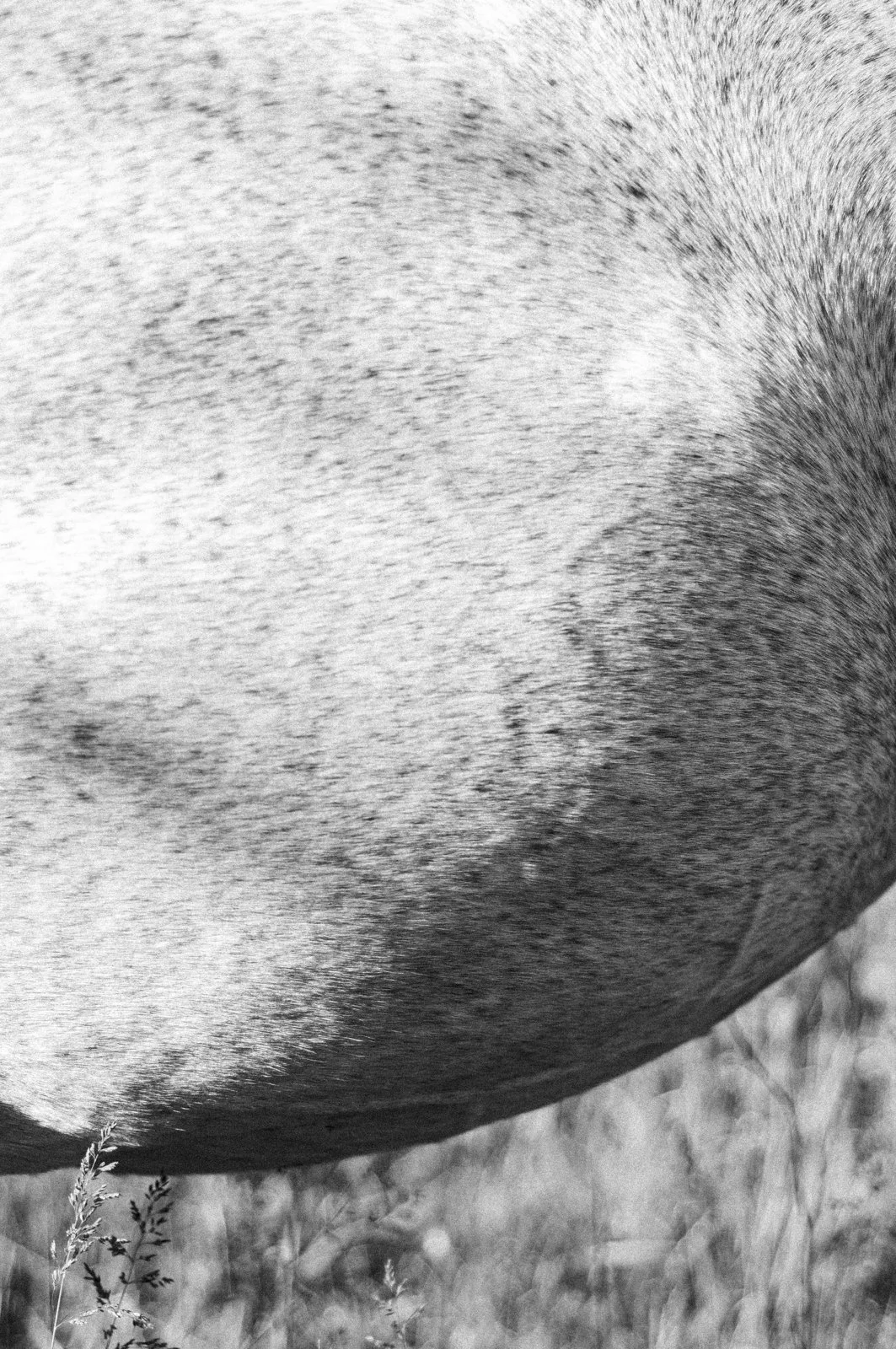Close-up of an animal's back, possibly a horse, in black and white, with grass and plants in the background.