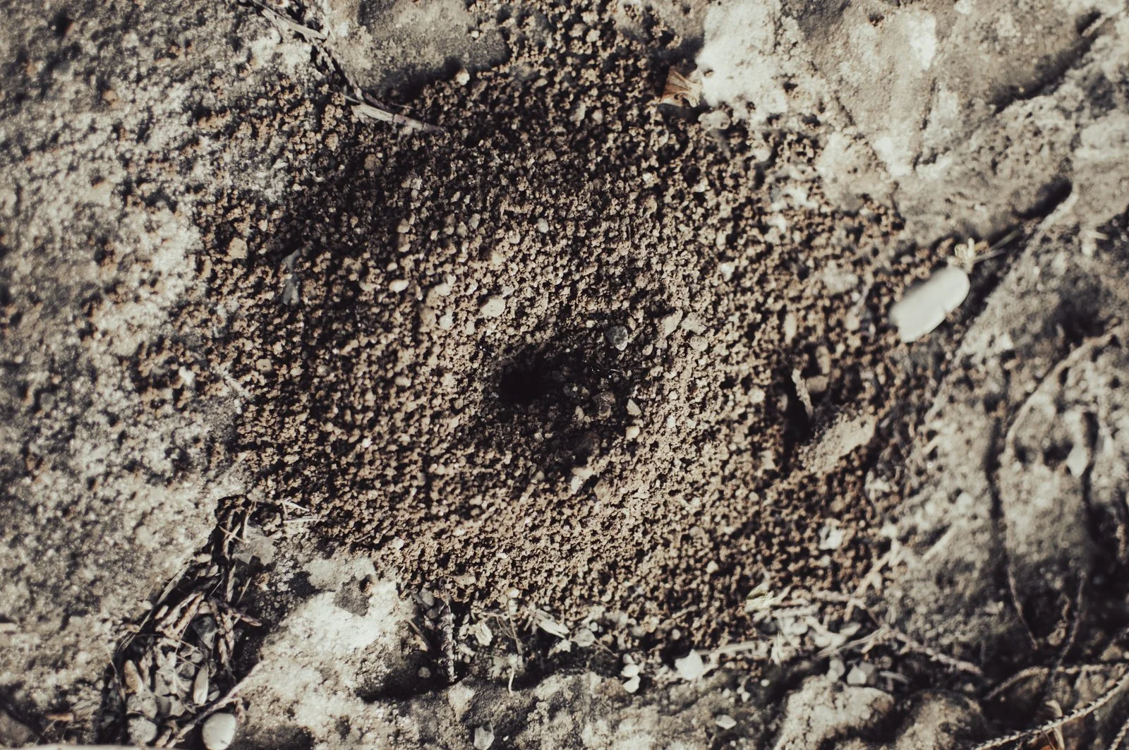 Close-up photo of a small, dark ant nest hole in the sandy ground.