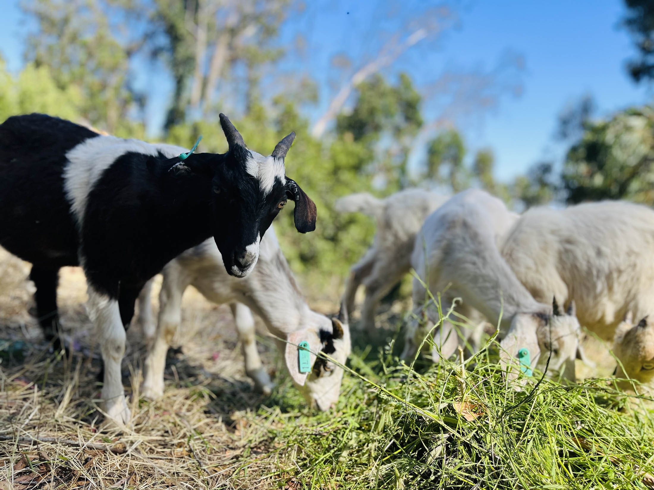Grazing goats for wildfire mitigation in California