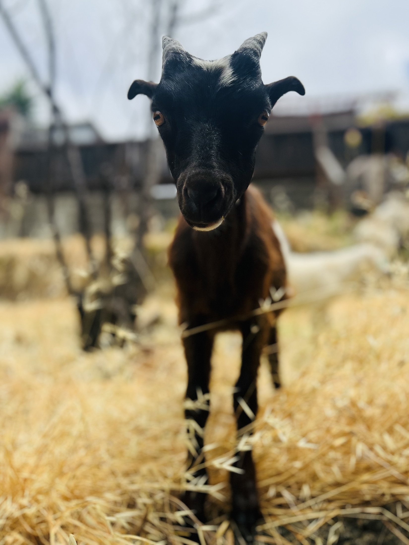 Grazing goat for wildfire defensible space near Berkeley, California
