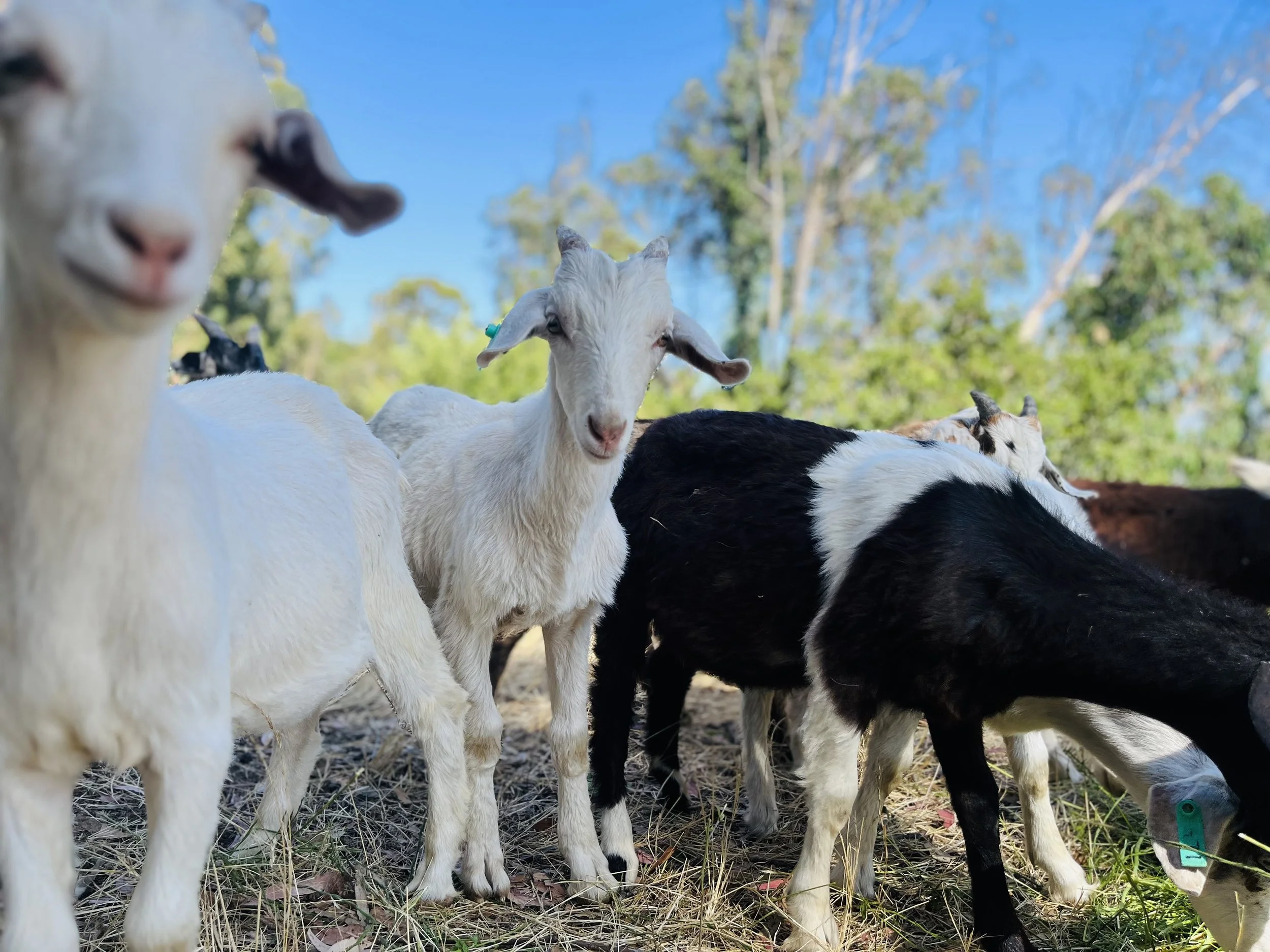 Grazing goats for wildfire defensible space in Norcal