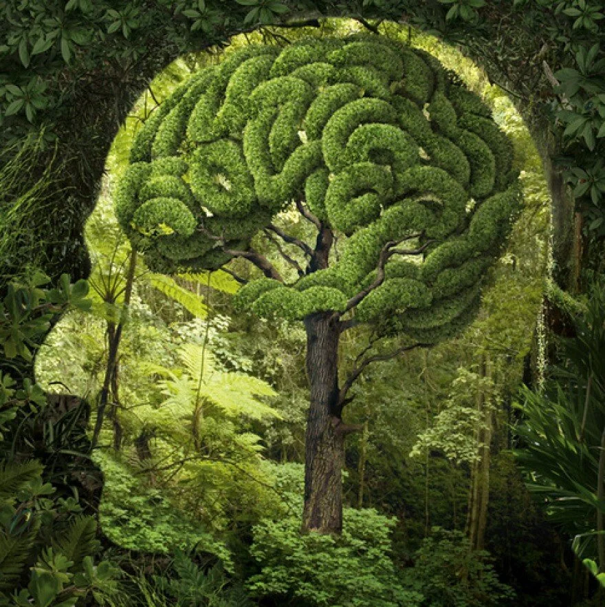 Building a Relationship with the Medicine