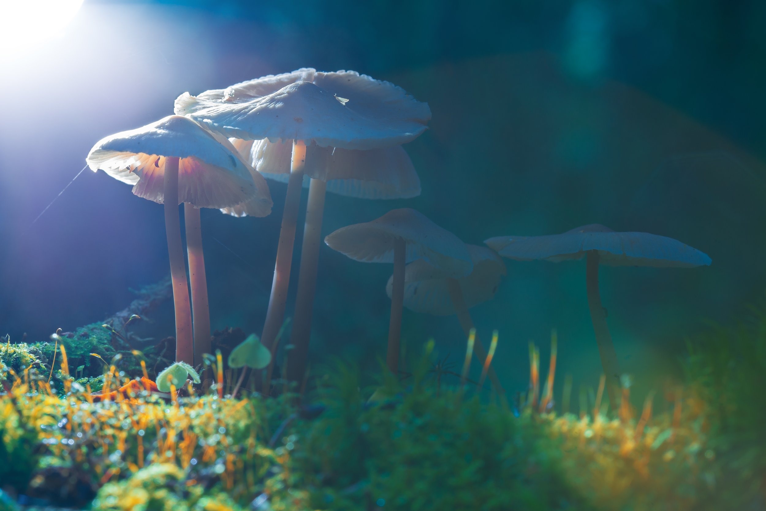 Being in Right Relationship with Sacred Medicines