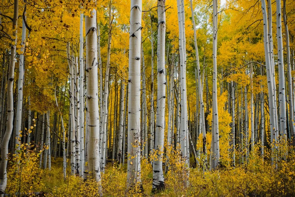 Nature as Teacher of Community