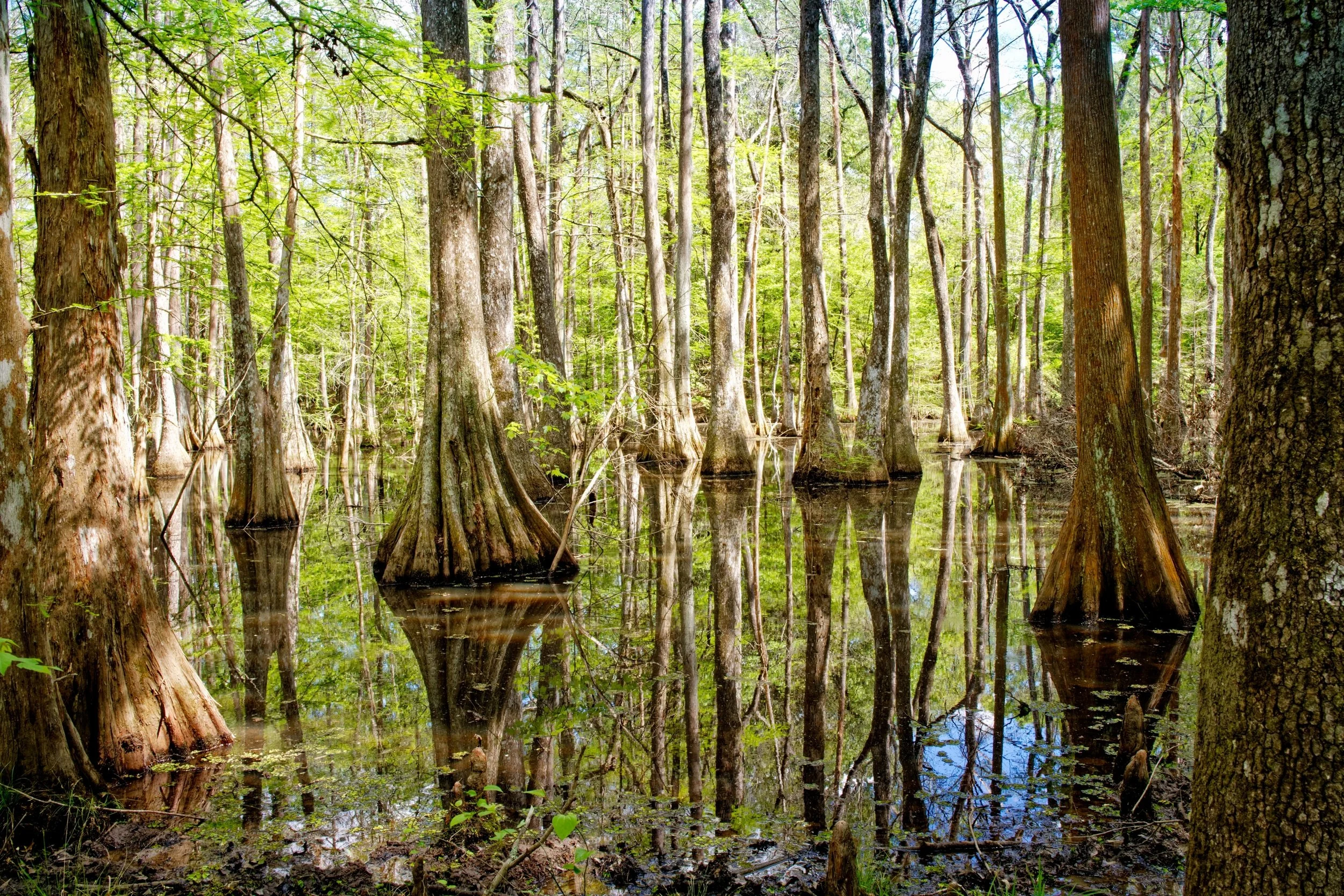 Chicot State Park, Ville Platte, Louisiana