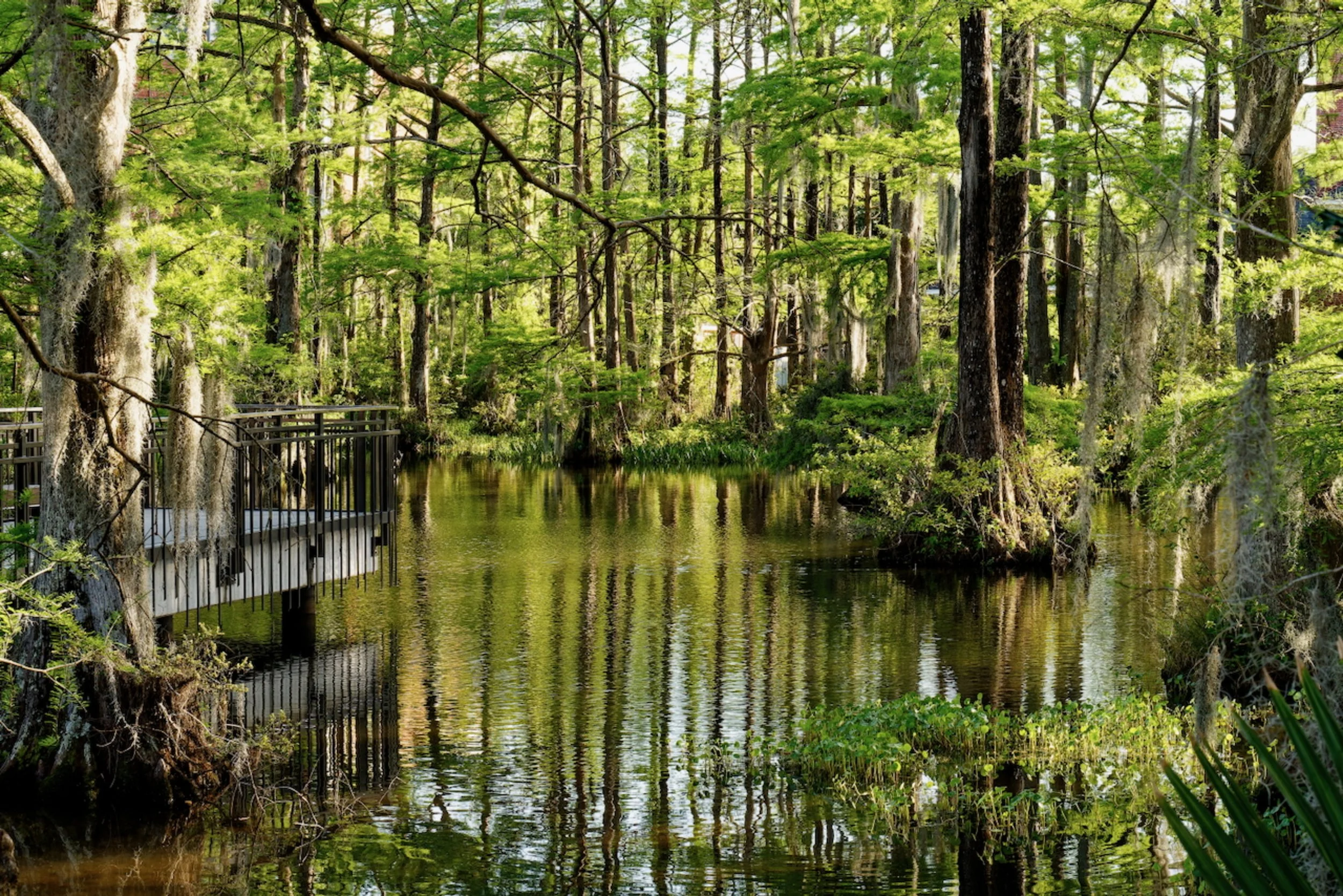 Swamp at University of Louisiana, Lafayette