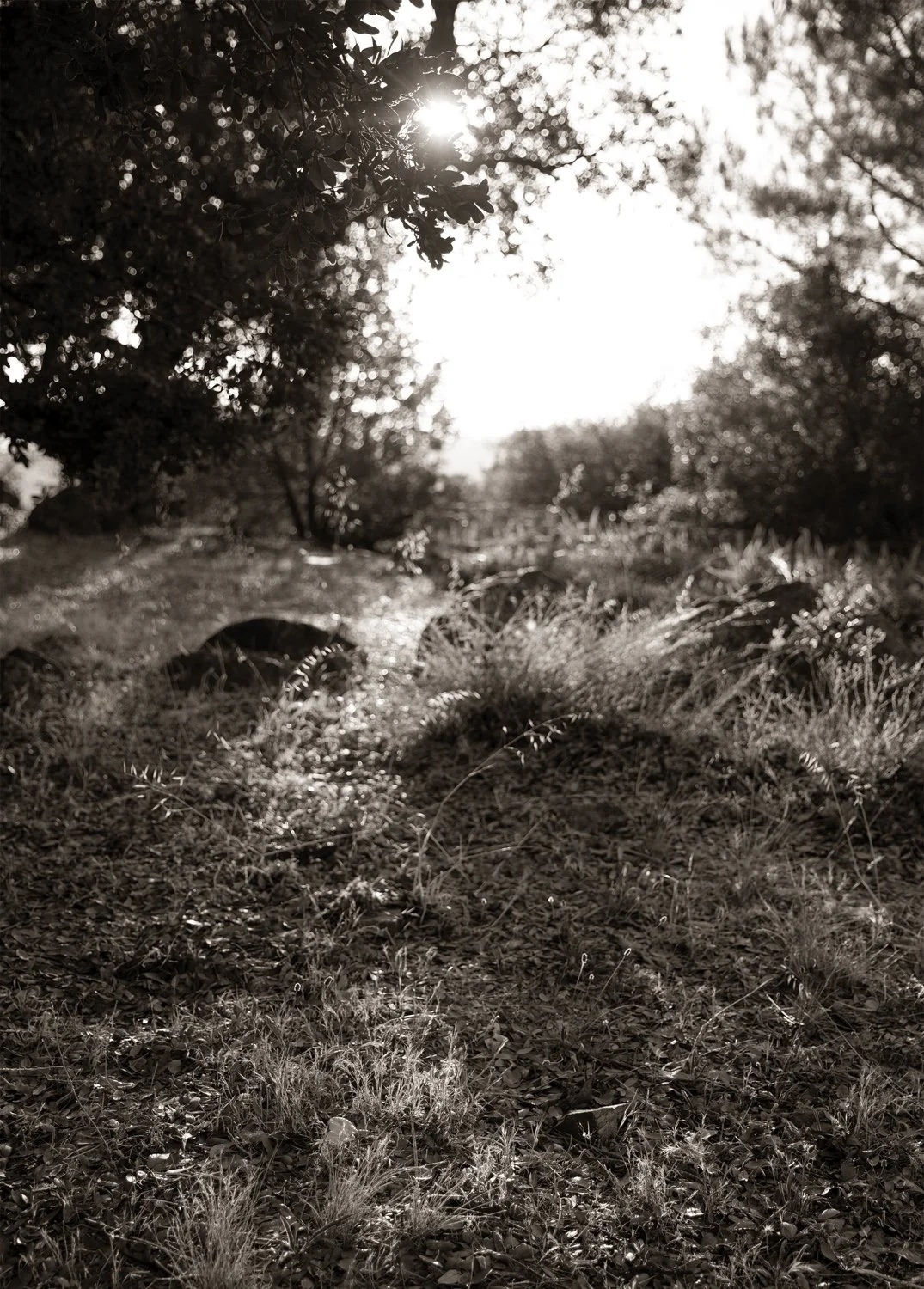 _37A3669BW_crop.jpg