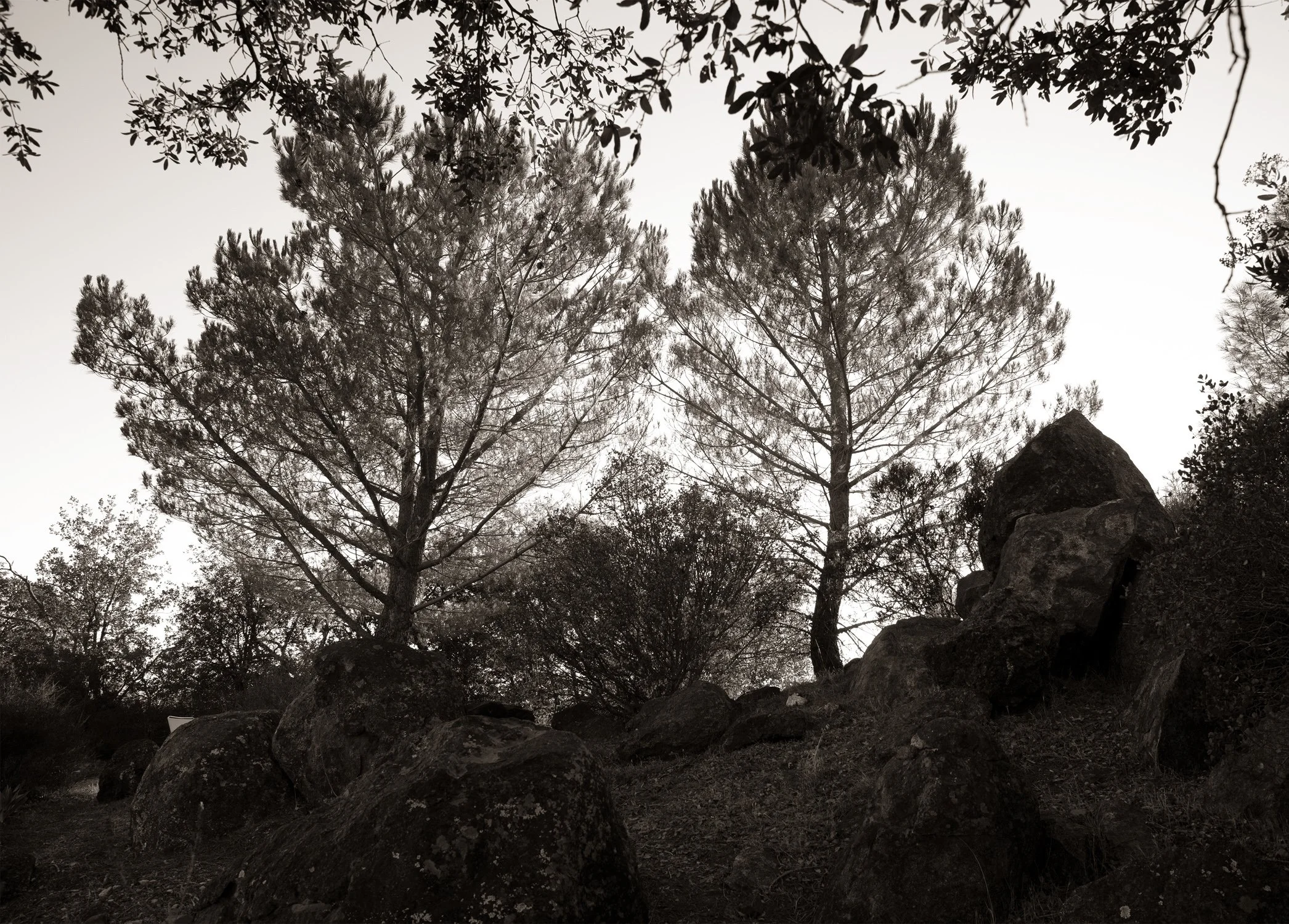 ILAN-LAEL_%22Tree_that_belongs_to_GOD%22_37A3727_BW_HERO_crop.jpg