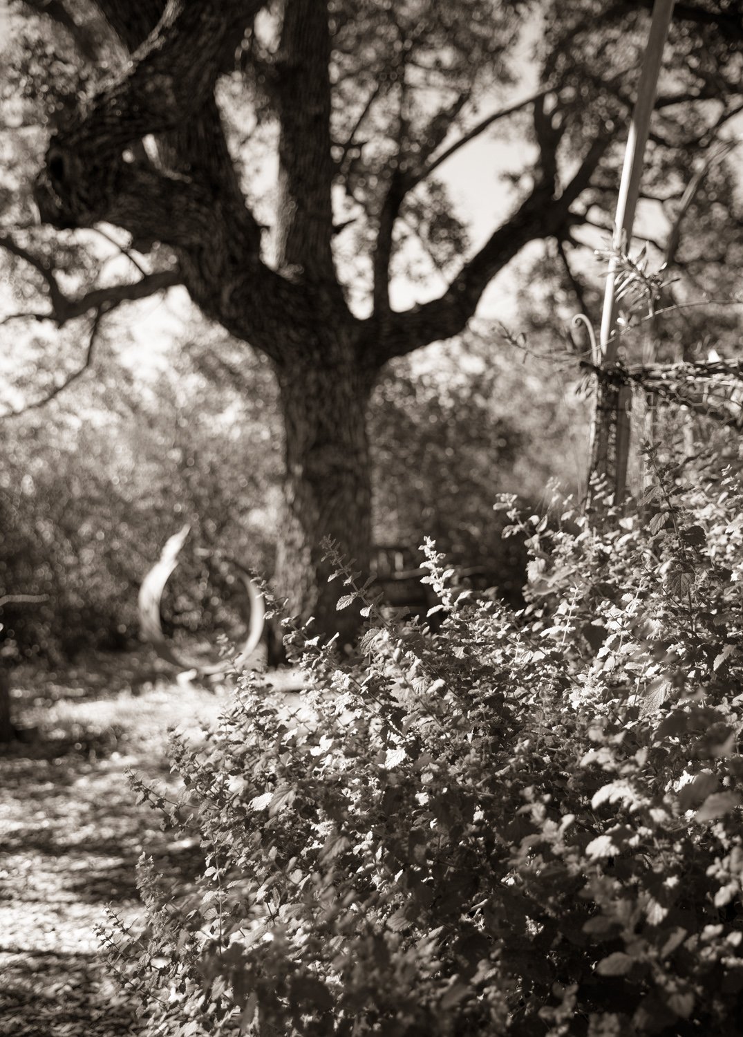 _37A2853BWcrop.jpg
