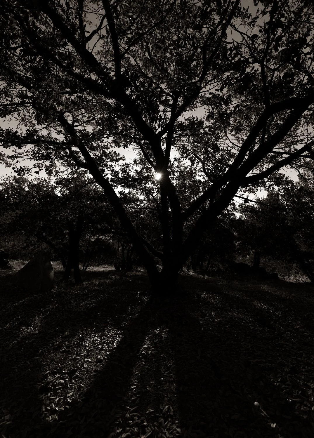 DeLaLuz_C6A0155BWcrop.jpg
