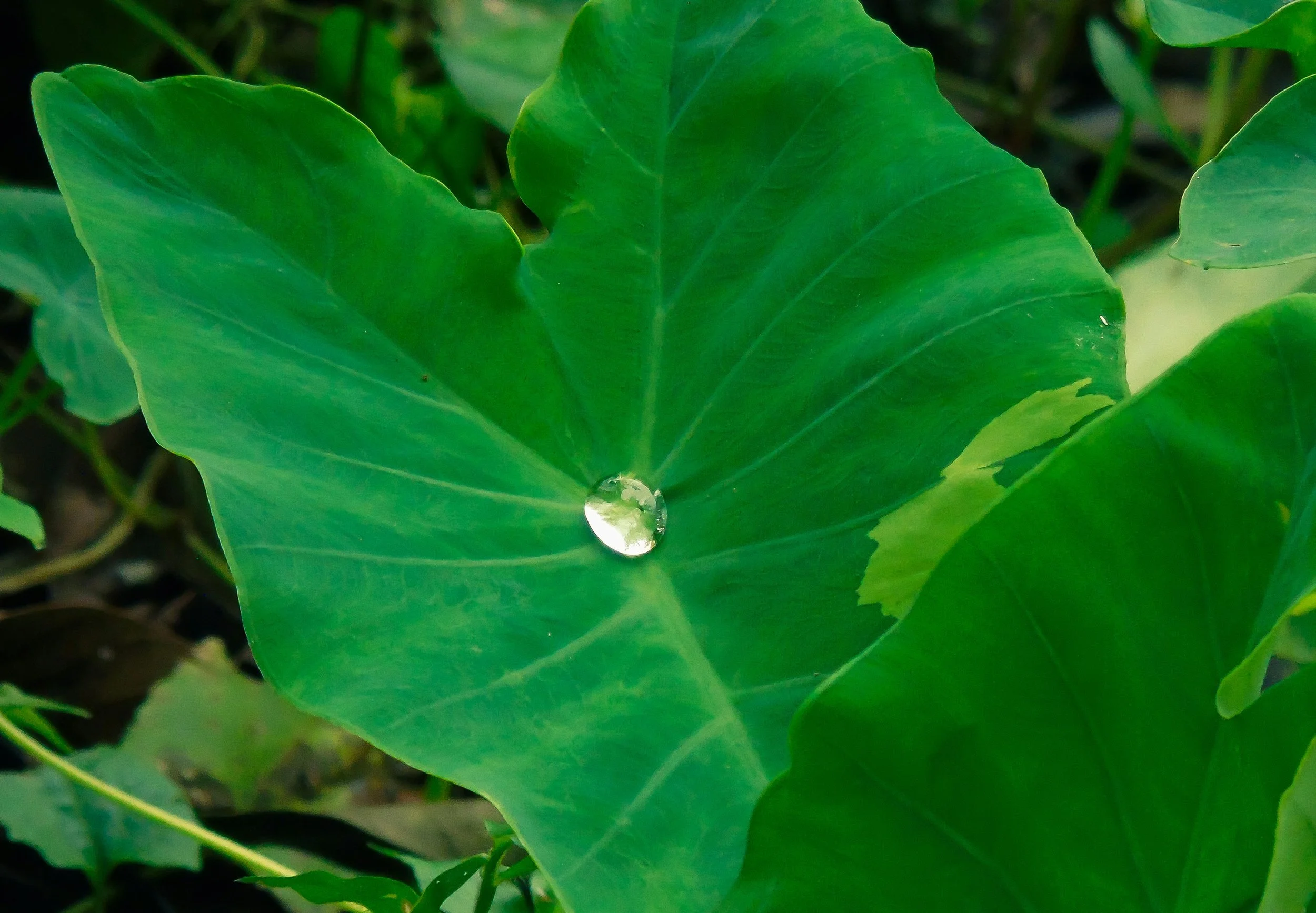 Where to Volunteer on Maui Right Now