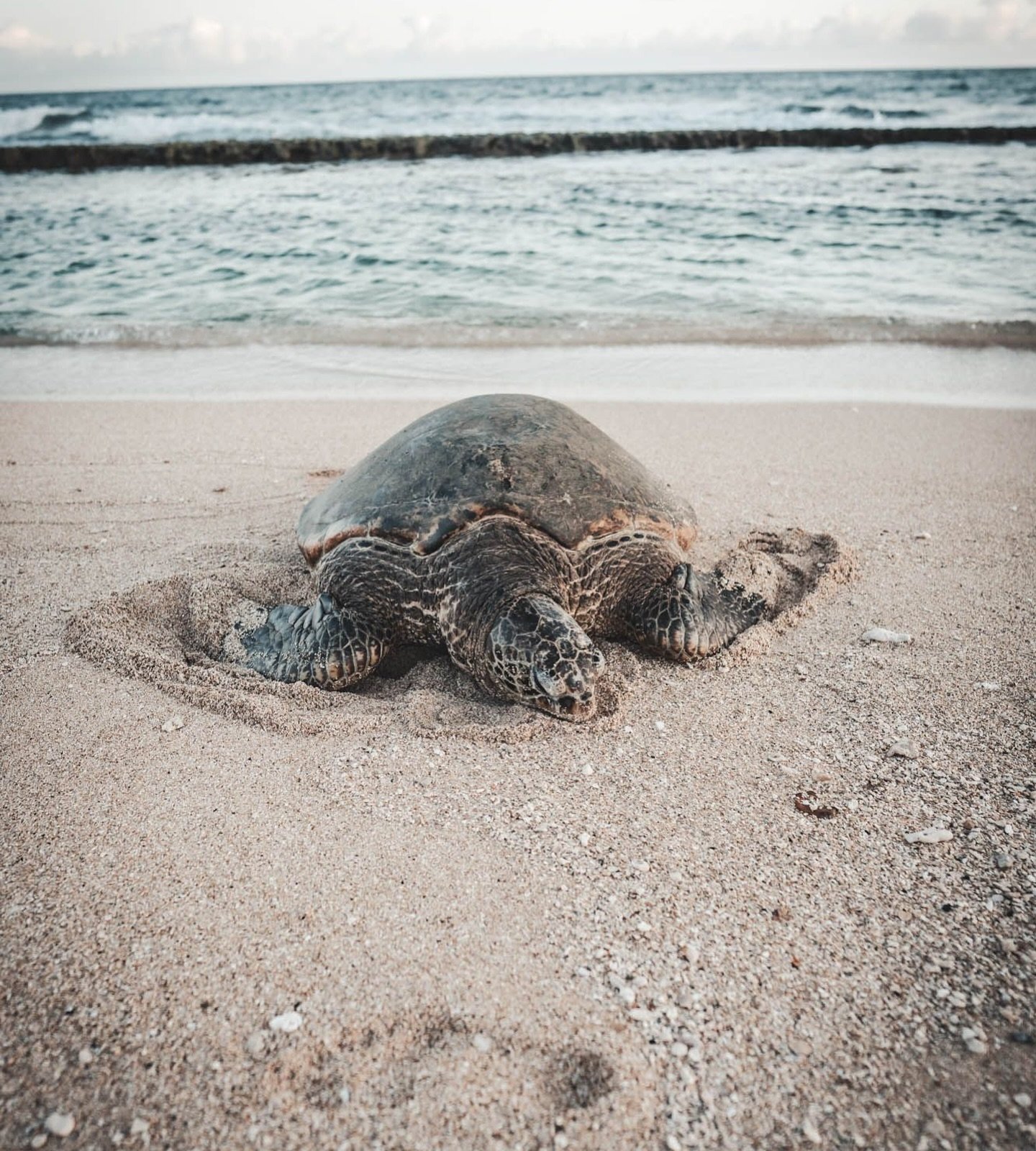 Honu 🐢(Hawaiian Green Sea Turtle) captured by @alexurbie 
&bull;
&bull;
Have you seen a Honu before?
These beautiful turtles are one of Hawaii&rsquo;s endangered species, so if you&rsquo;re lucky to encounter one, keep a 10-foot distance and honor t
