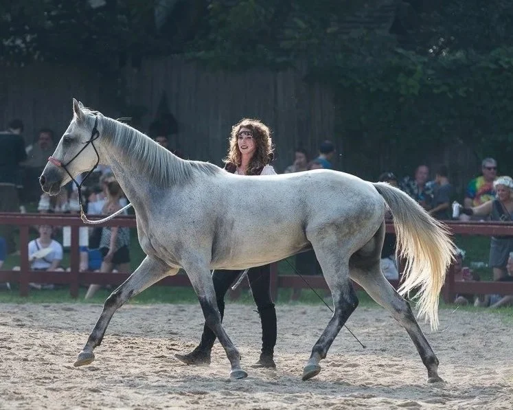 A woman leading a gray horse in an outdoor arena during a public event with spectators watching.