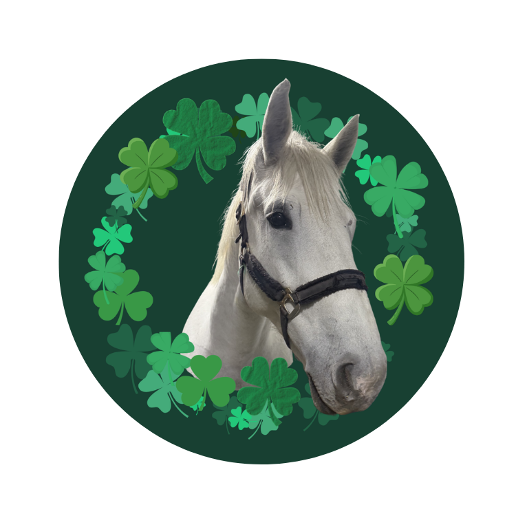 White horse wearing a halter, surrounded by a border of green shamrocks.