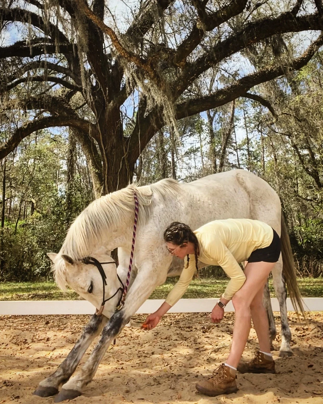 A woman in a yellow long sleeve shirt, black shorts, and brown boots is grooming a white horse with black spots on its legs and face, standing in a sandy outdoor riding area with a large tree and dense trees in the background.