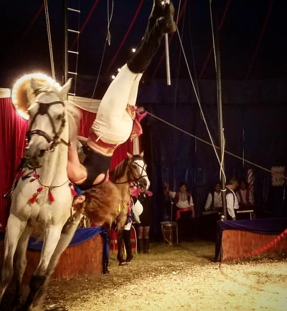 A circus performer is balancing upside down on two horses inside a tent with red curtains.