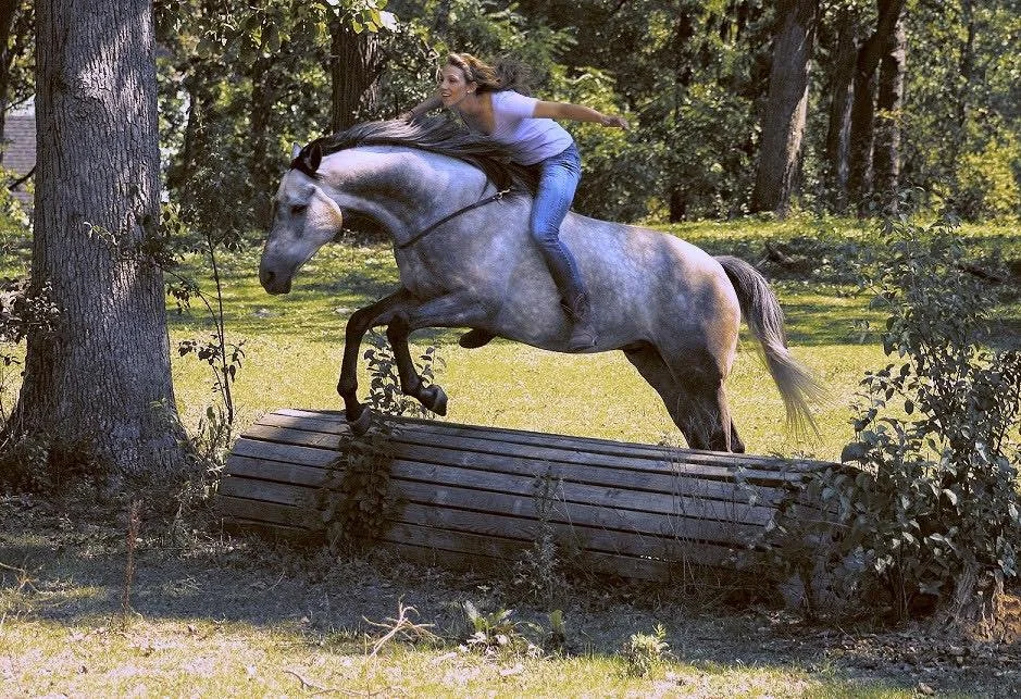 A woman riding a gray horse over an obstacle in a wooded outdoor setting.