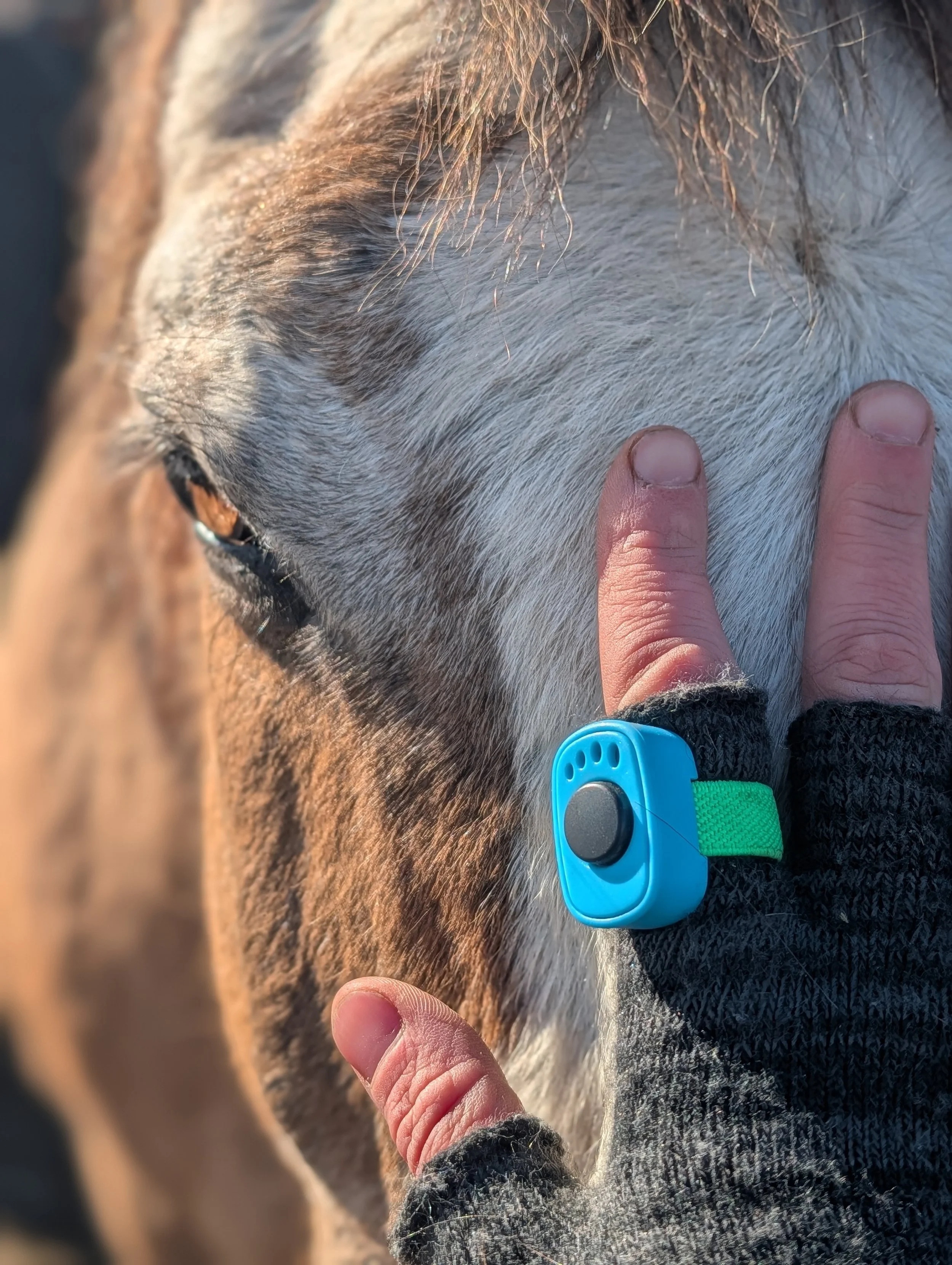 A person's hand, wearing a glove with a positive reinforcement training clicker, is resting on the side of a horse's neck, showing the horse's mane and part of its eye.