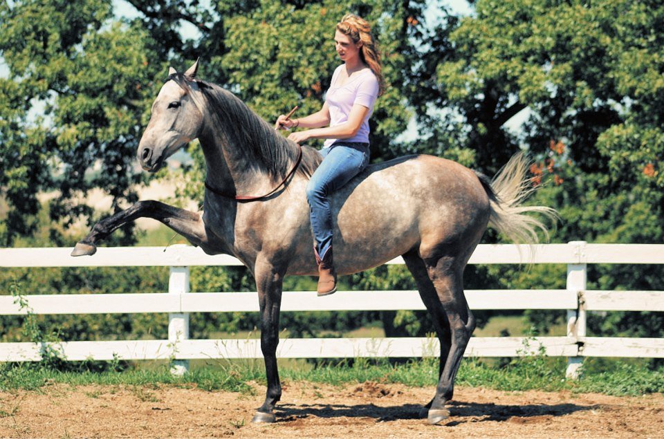 A woman riding a gray horse in a fenced outdoor area with trees in the background.