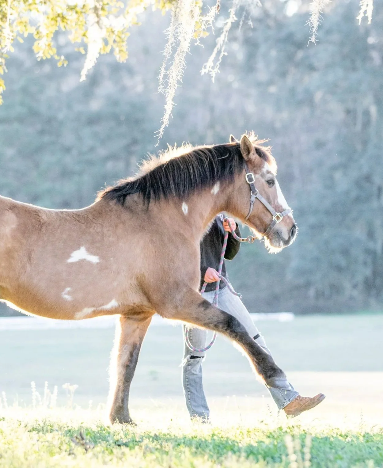 A person walks a brown and white horse on a grassy field with sunlight shining through trees.