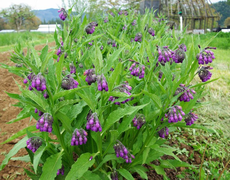 comfrey.jpg