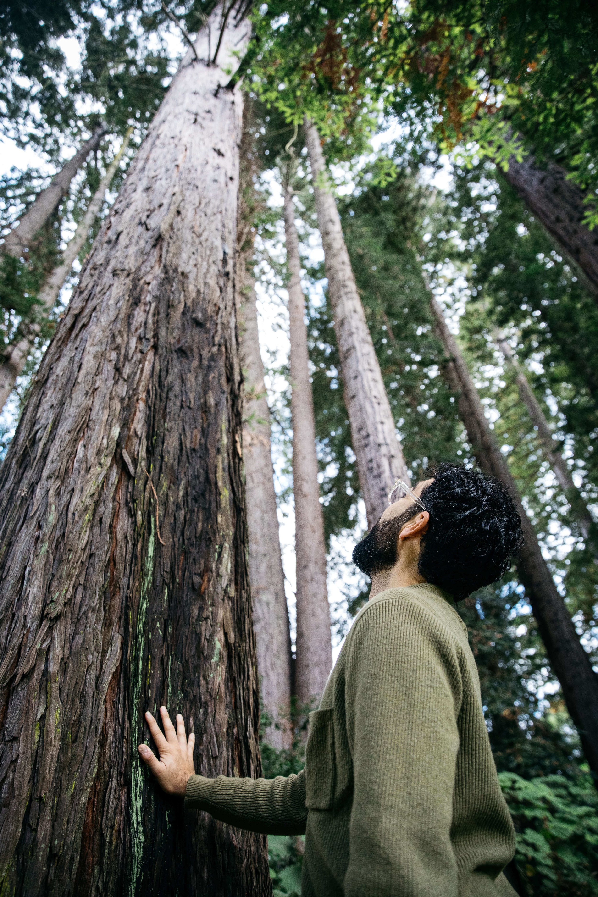 Man in green sweater touches trunk of redwood tree while looking upwards.