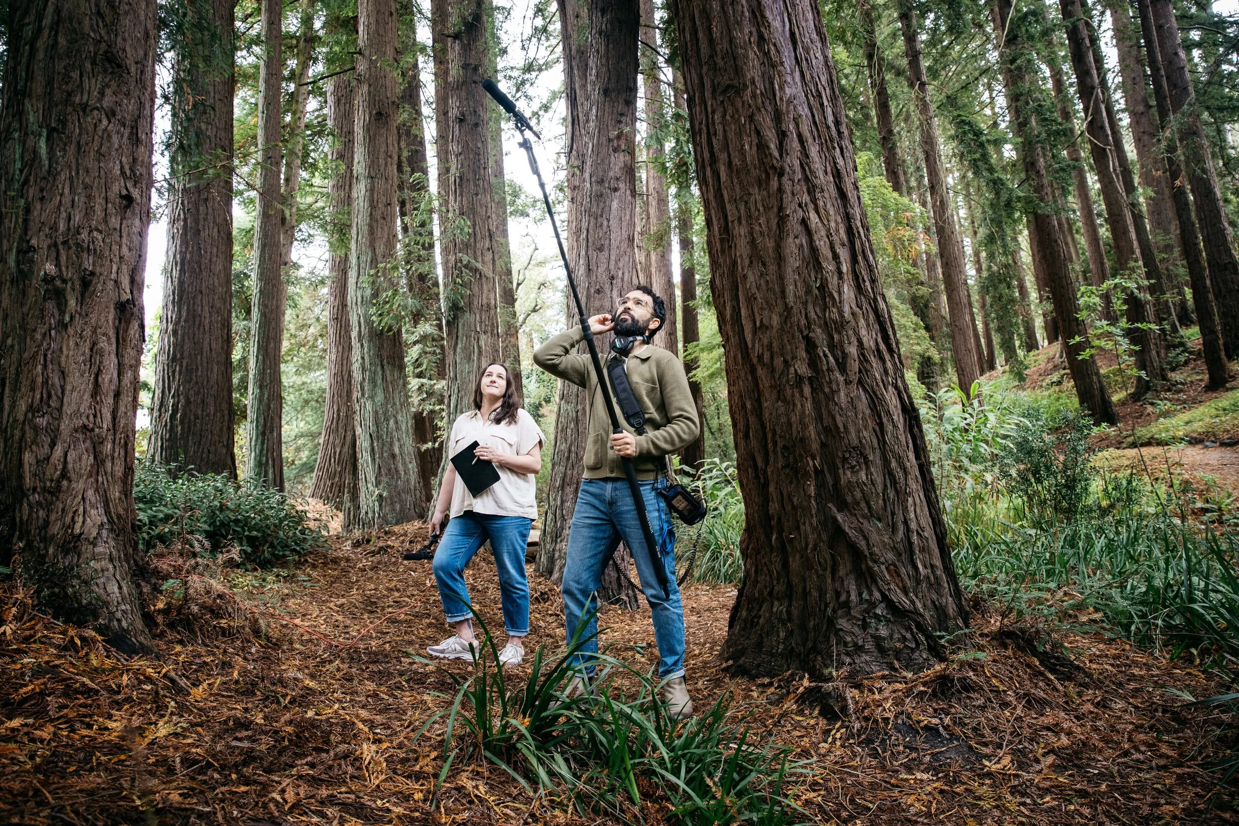AskNature podcaster record nature sounds at in redwood grove at Blake Gardens using long microphone on pole.