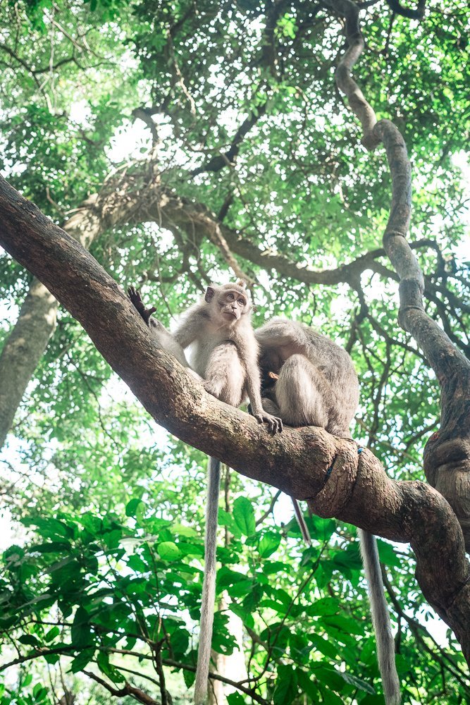 document of family travels thorugh Bali, by Allison Busch Photog