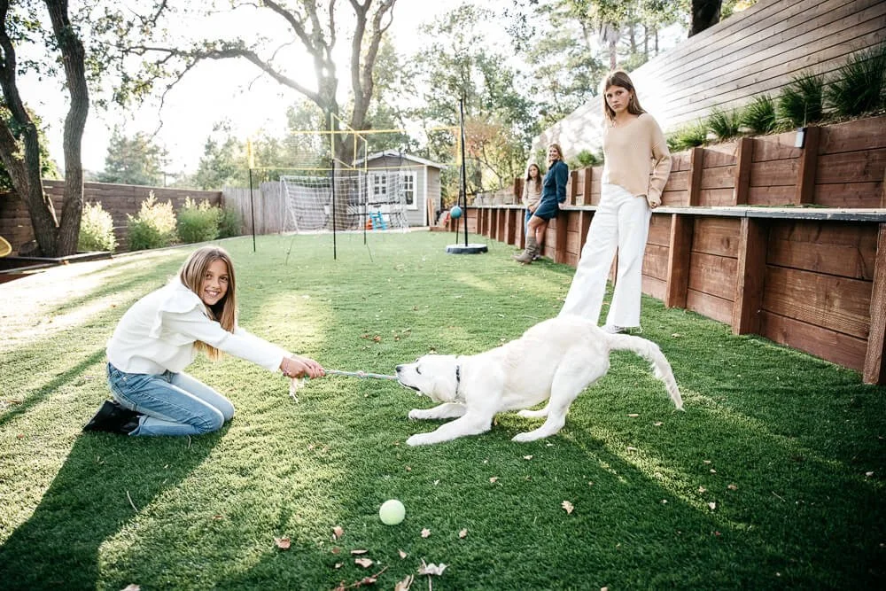 Three tween girls and mom play tug of war in backyard with white Labrador, while the sunset behind him and casts warm light flitered through oak trees.