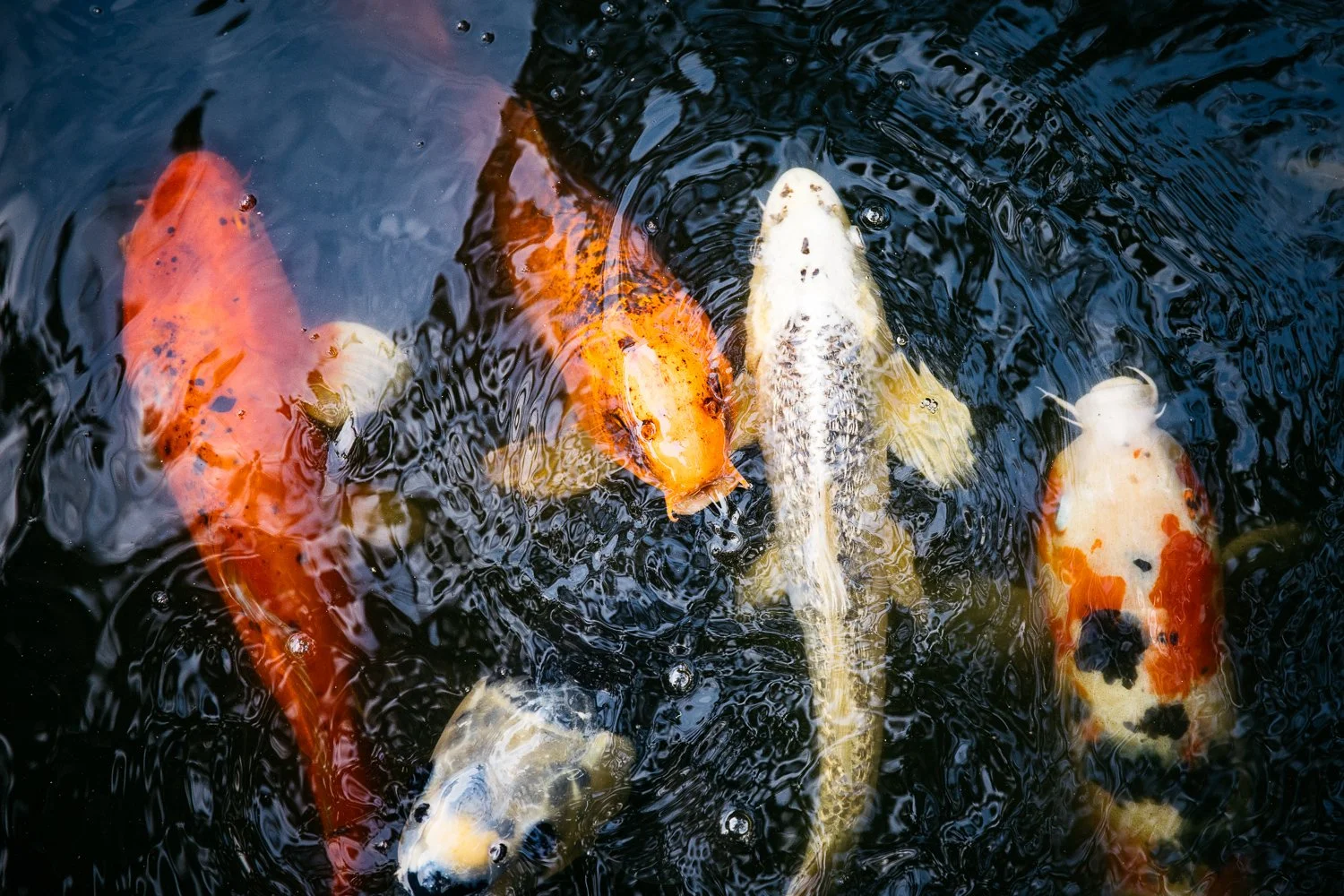 Overhead shot of five large coi fish grouped together at pond's surface, shot for the Biomimicry Institute.