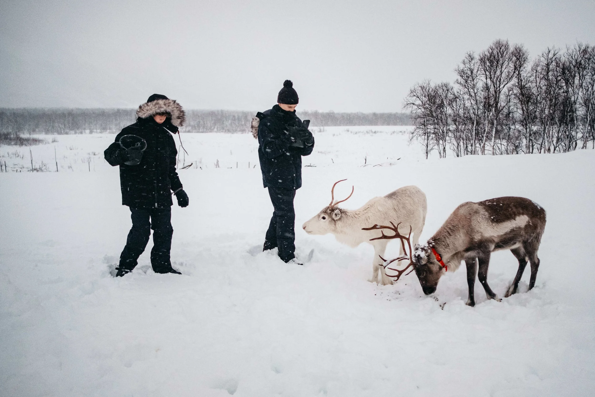 Two teen boys in thick coats feed reindeer in snowy landscape.