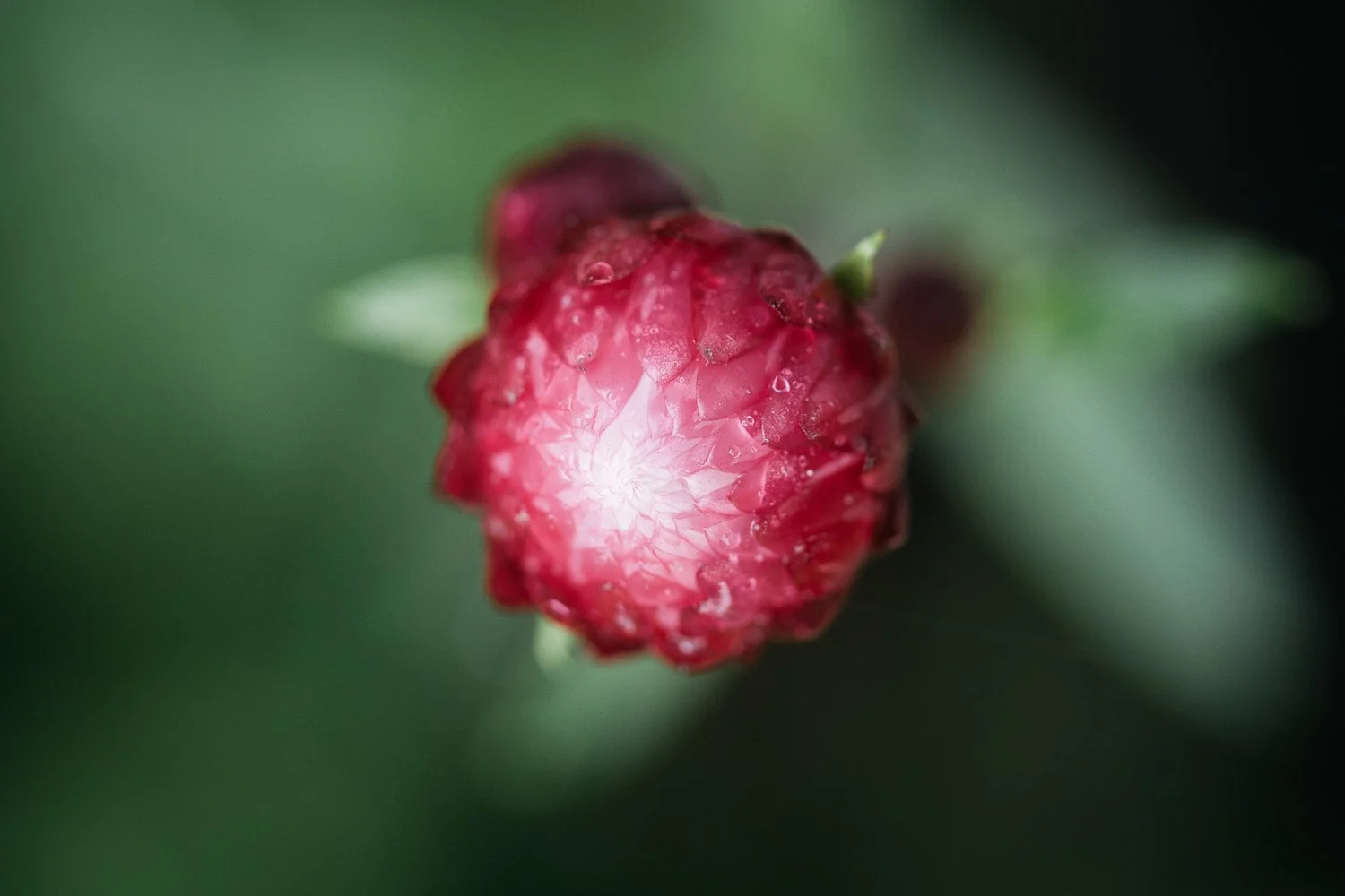 Macro shot of pink California Yarrow bloom, shot for the Biomimicry Institute in Berkeley.