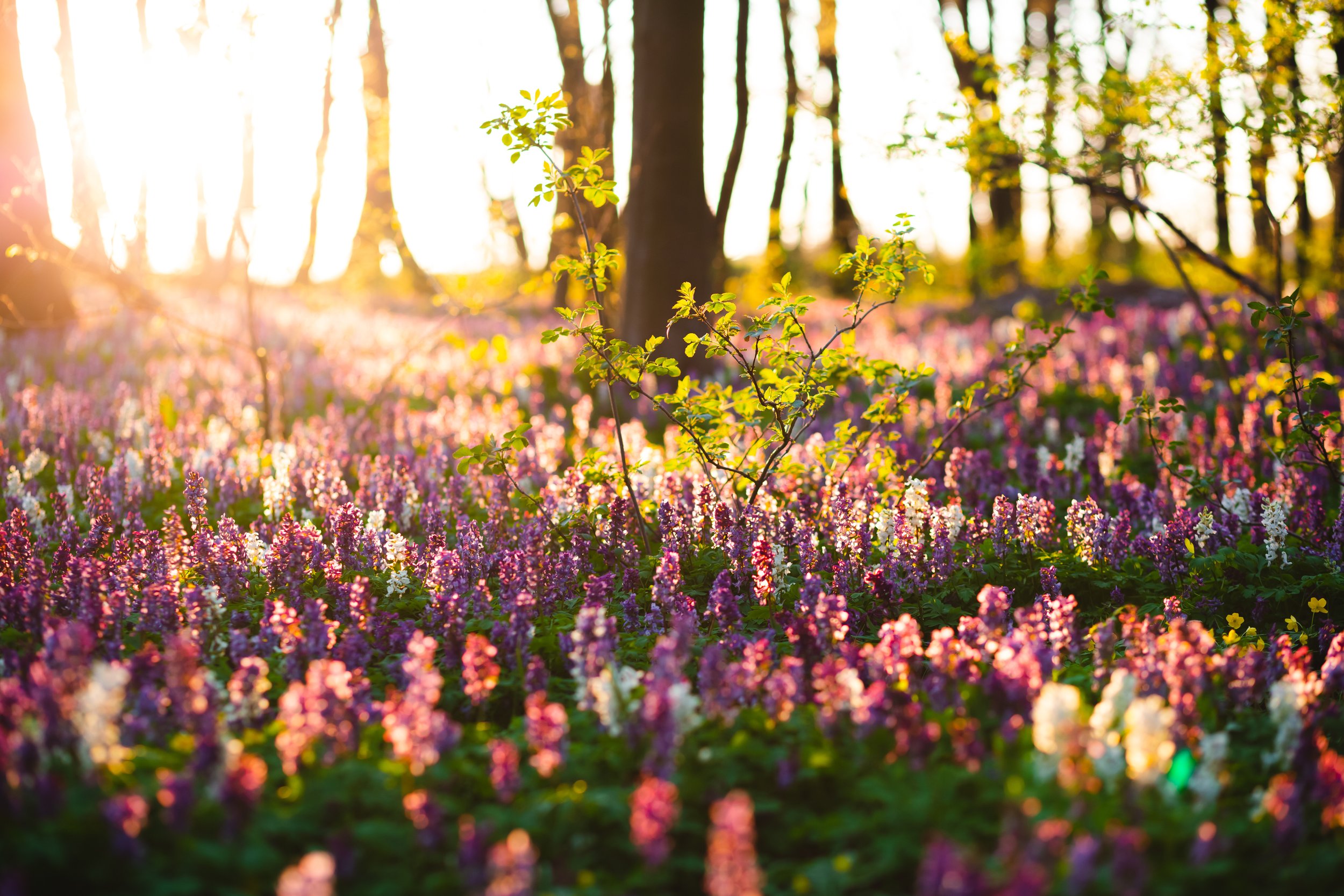 Arboretum Mini Session
