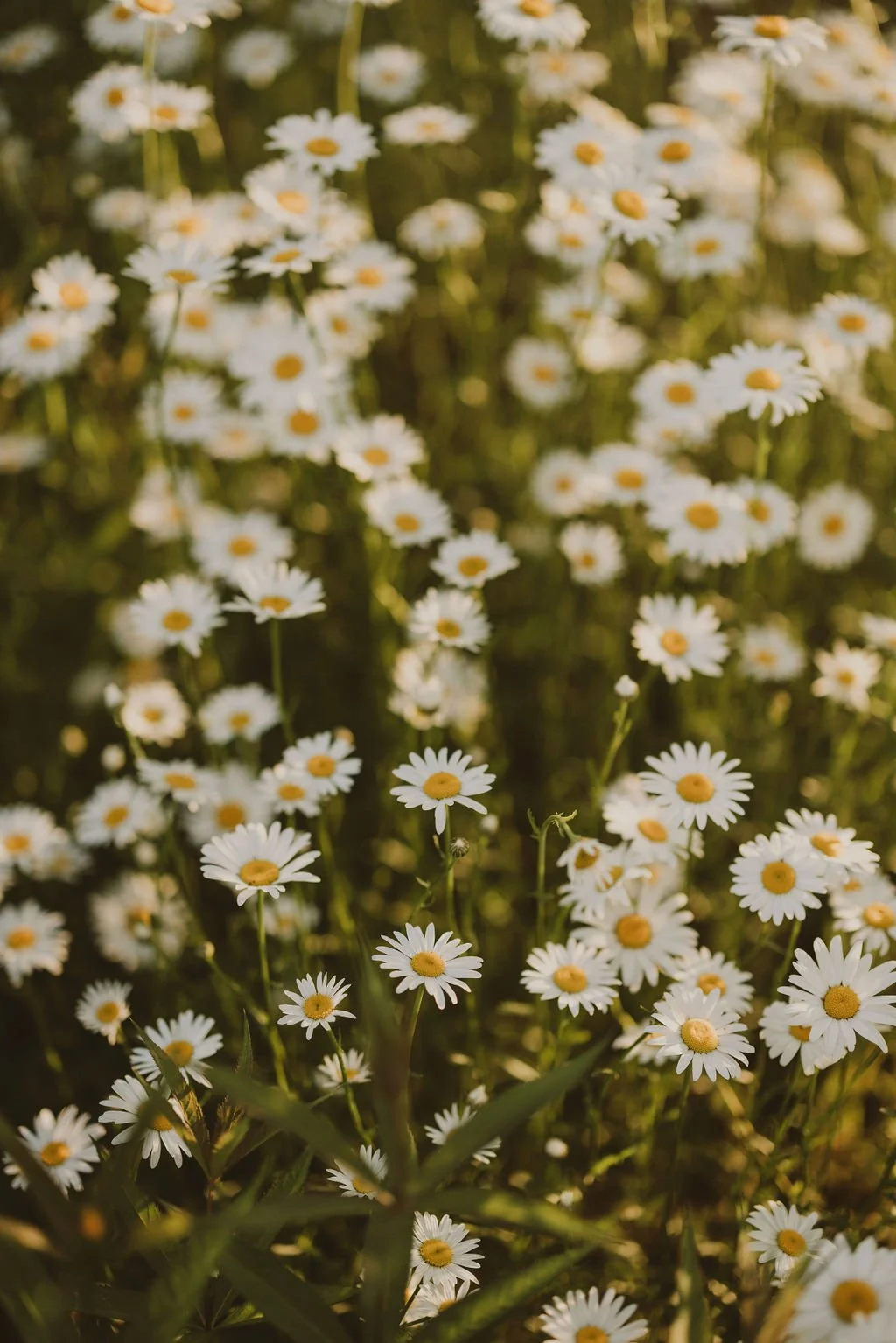 Candid Memories Studio