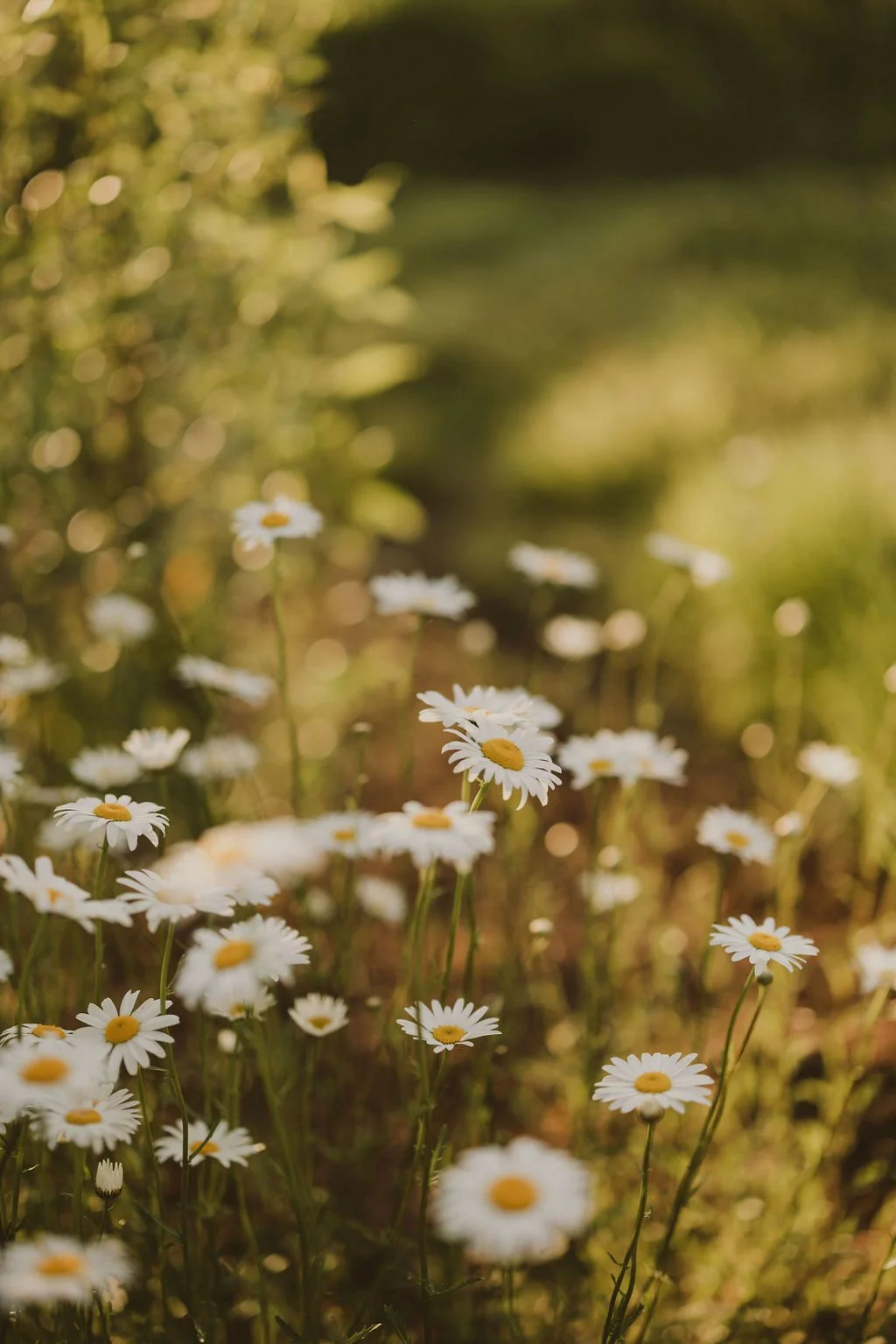 Candid Memories Studio