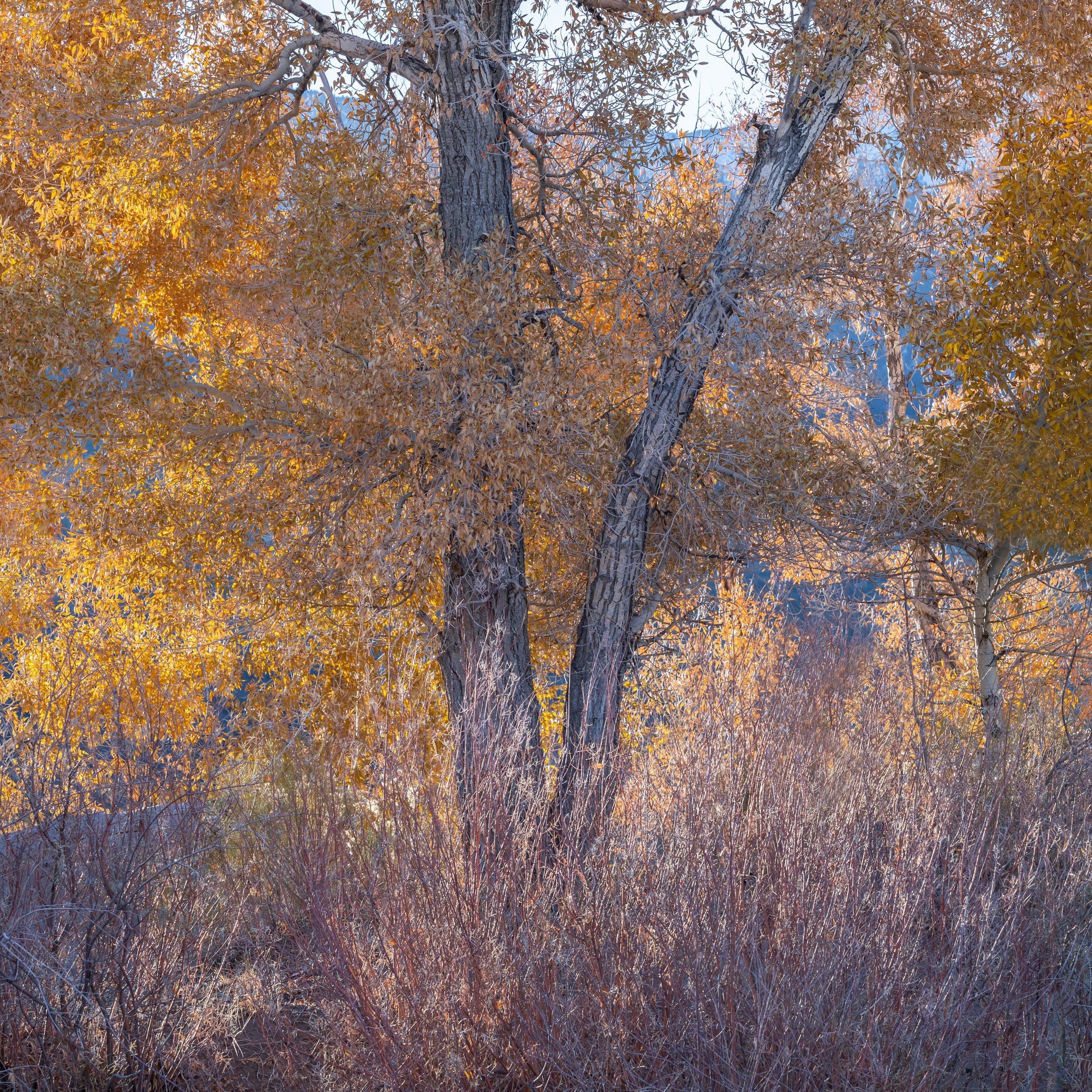 Remember Fall