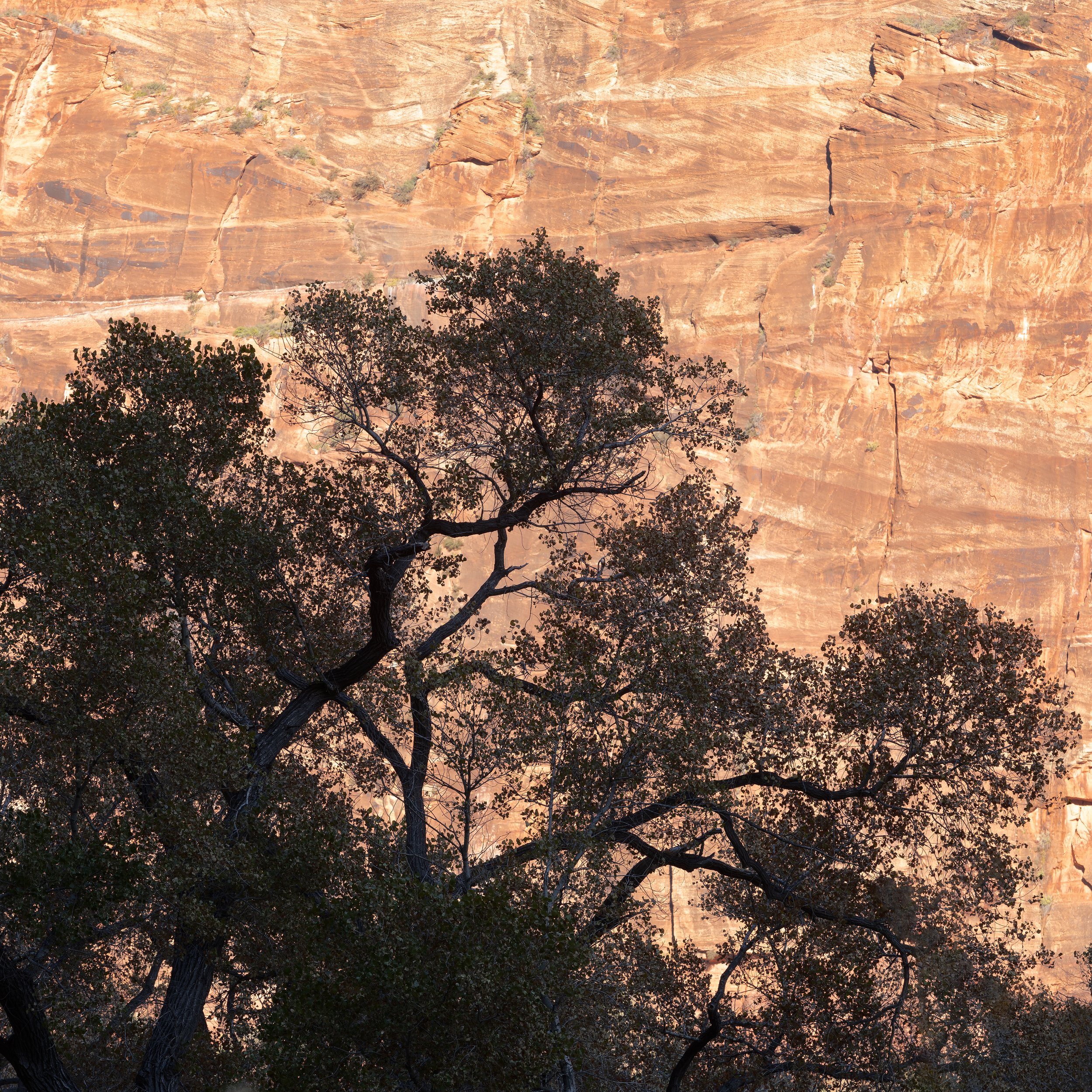 Backlit Zion